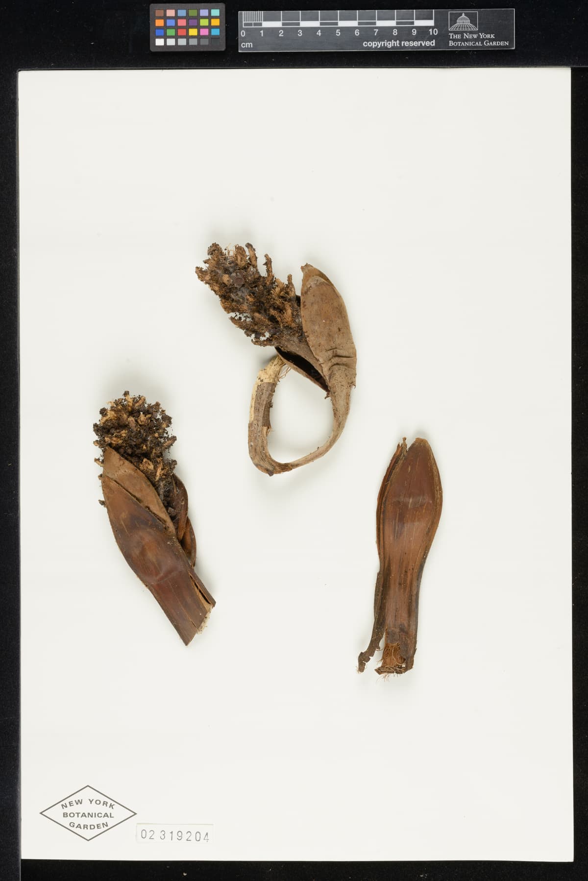 Botanical specimen of Chelyocarpus Repens.