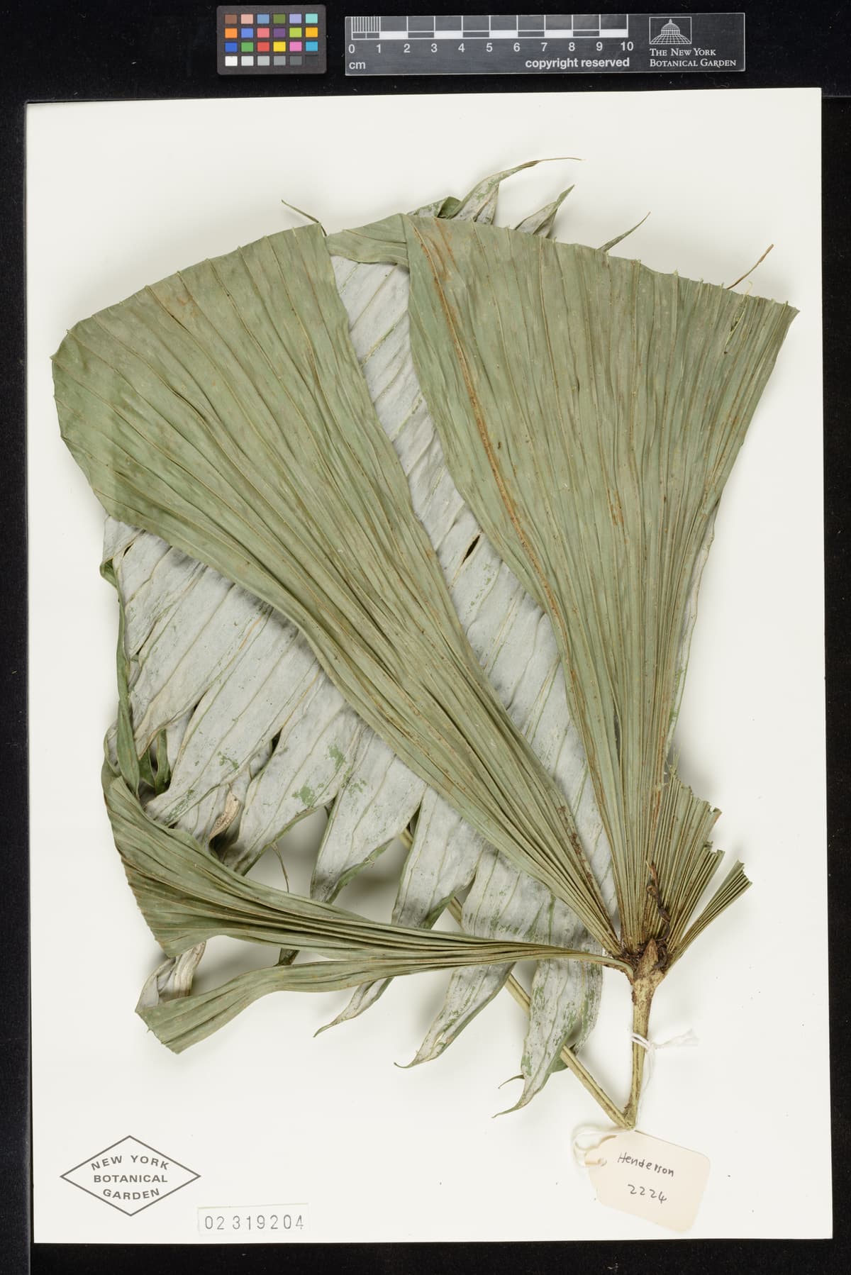 Botanical specimen of Chelyocarpus Repens.