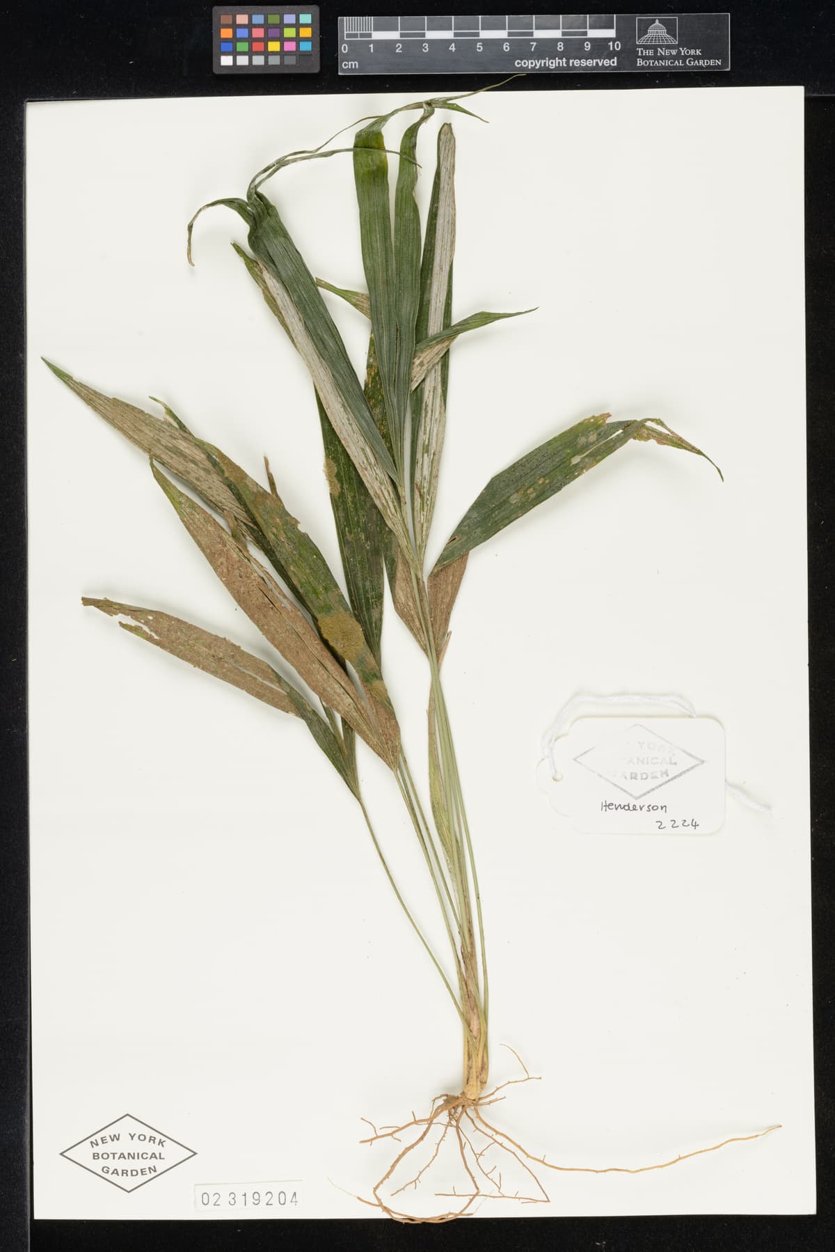 Botanical specimen of Chelyocarpus Repens.