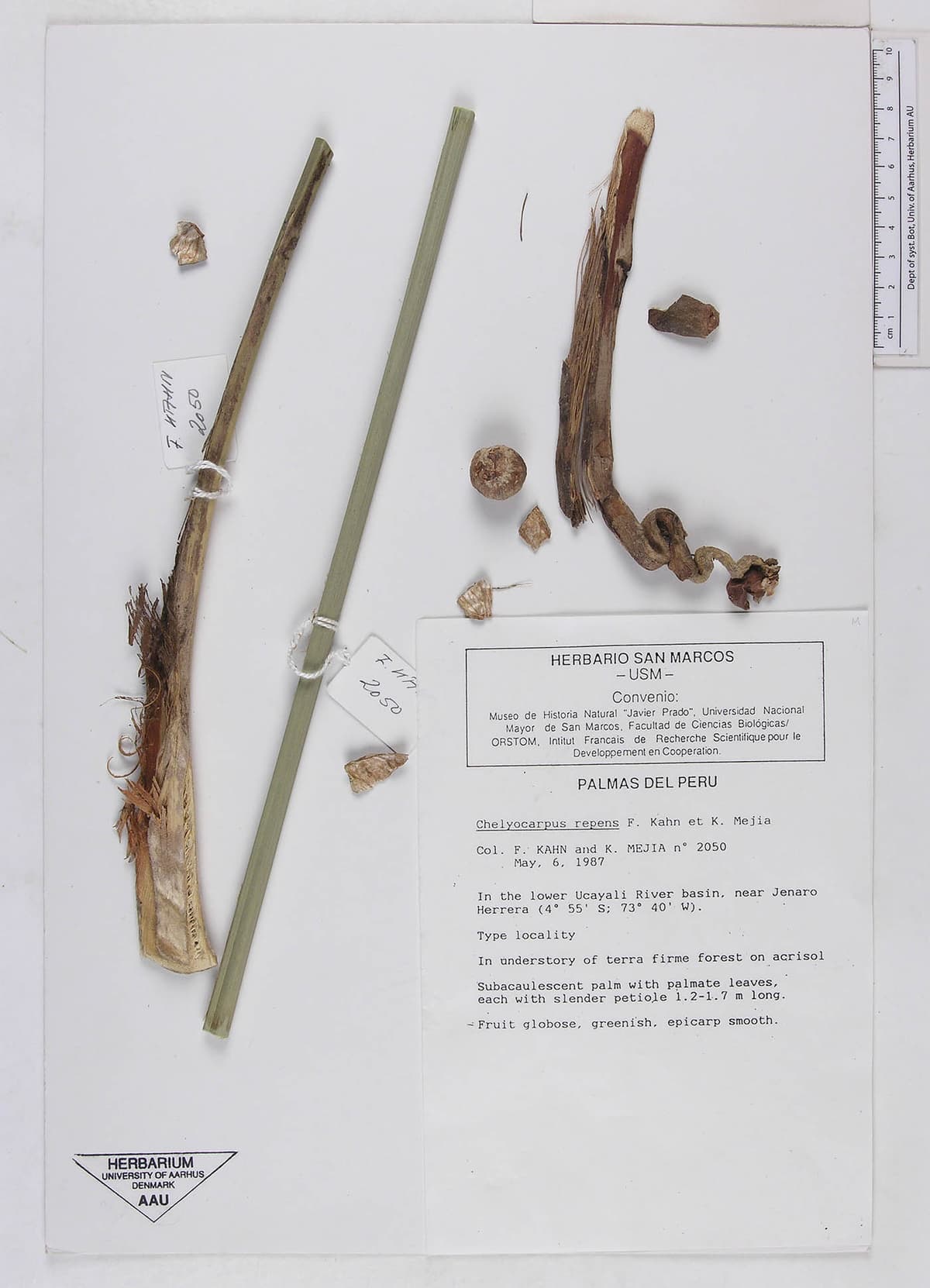 Botanical specimen of Chelyocarpus Repens.