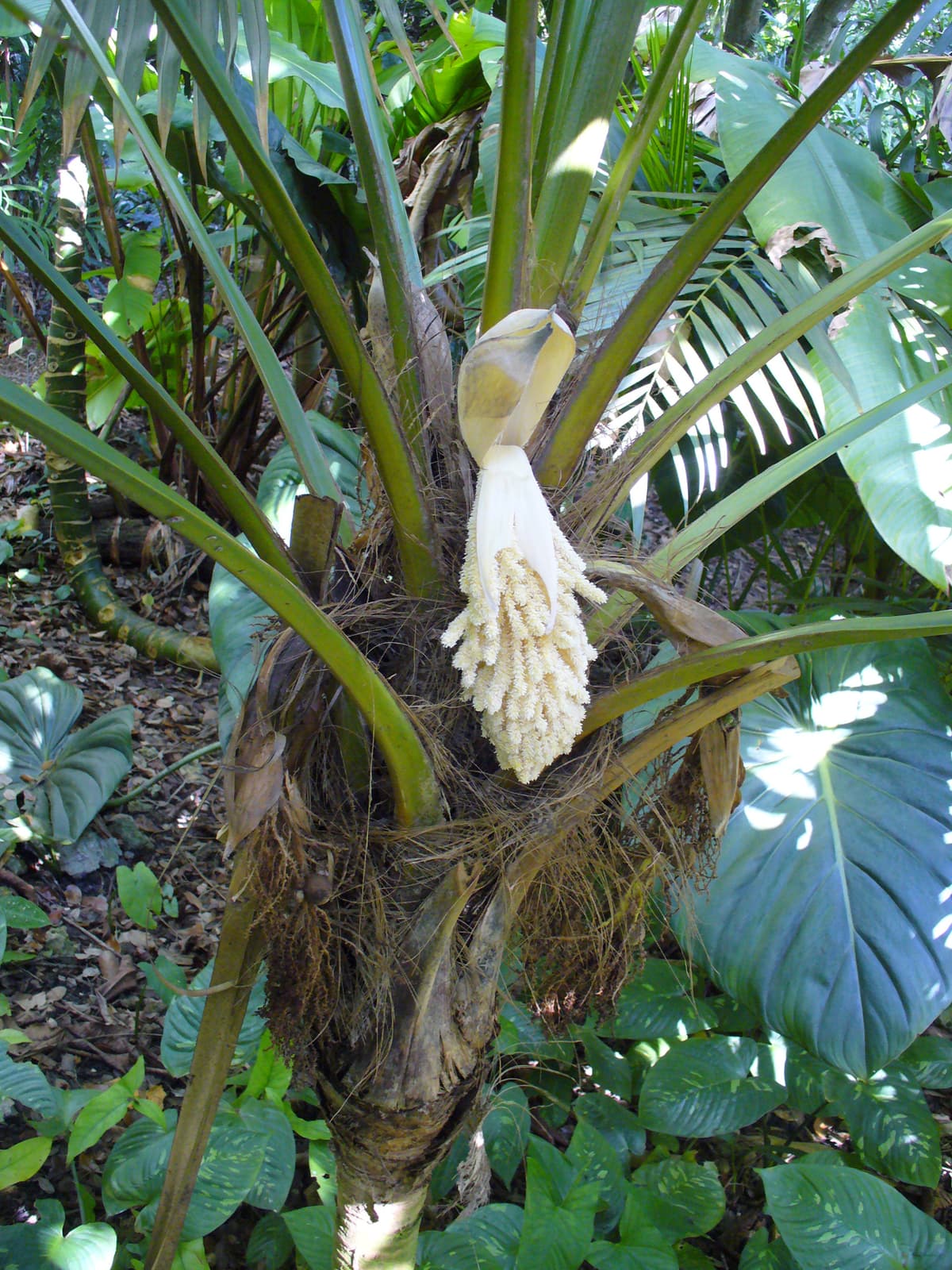 Botanical specimen of Chelyocarpus Ulei.