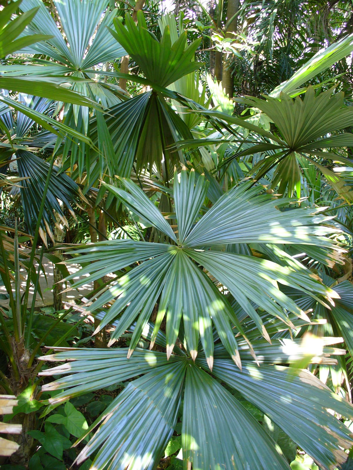 Botanical specimen of Chelyocarpus Ulei.