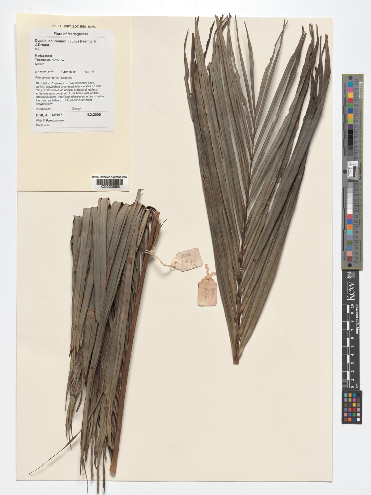 Botanical specimen of Chrysalidocarpus Acuminum.