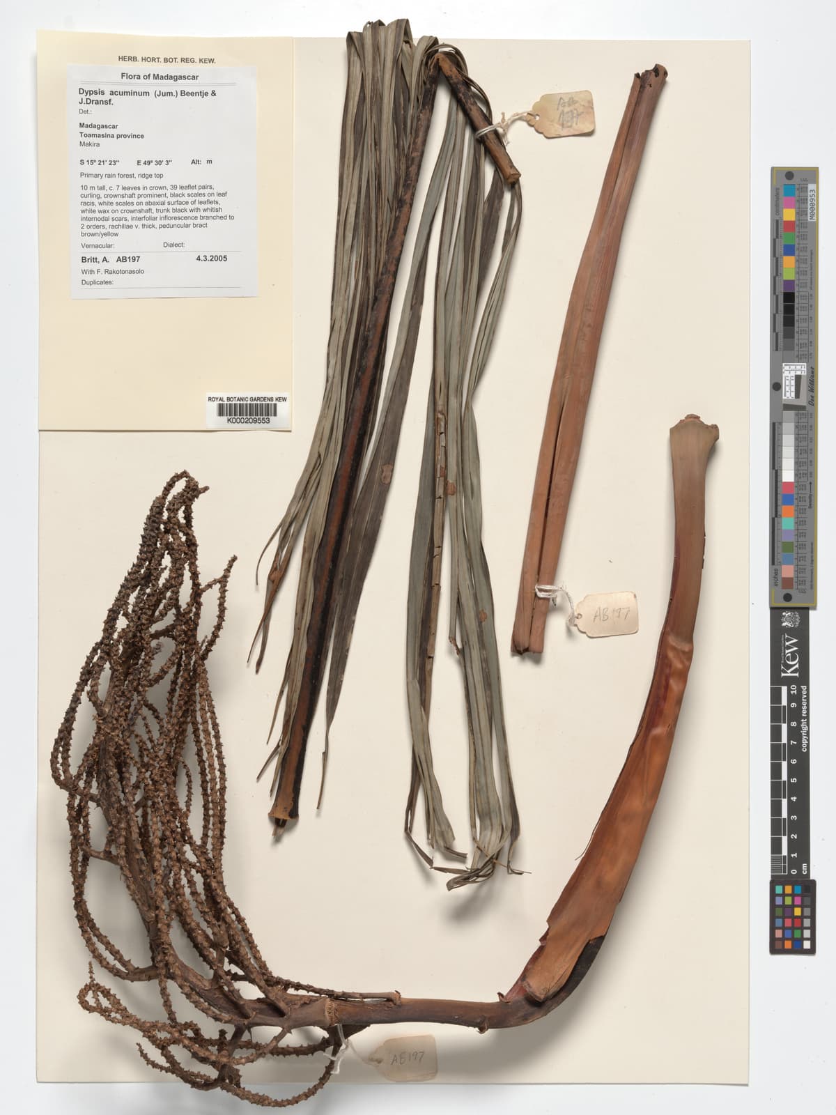 Botanical specimen of Chrysalidocarpus Acuminum.