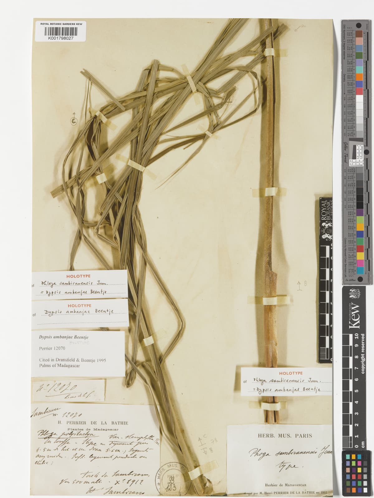 Botanical specimen of Chrysalidocarpus Acuminum.