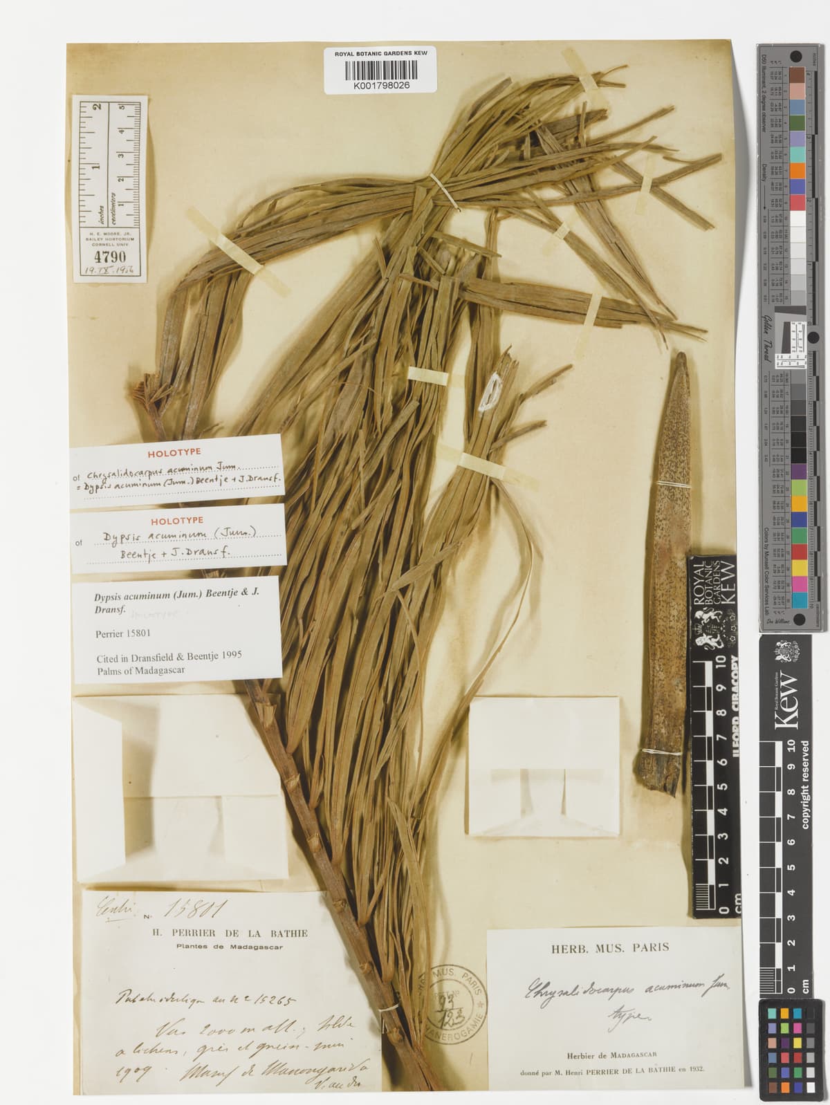 Botanical specimen of Chrysalidocarpus Acuminum.