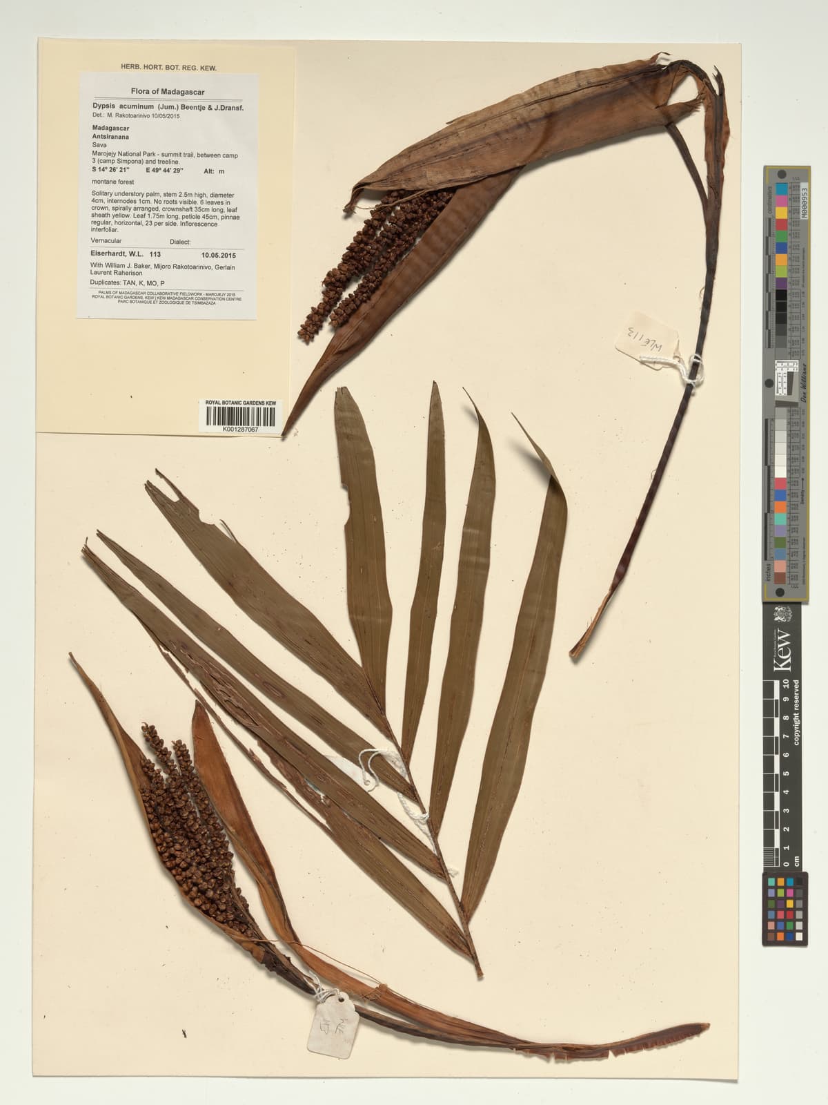 Botanical specimen of Chrysalidocarpus Acuminum.