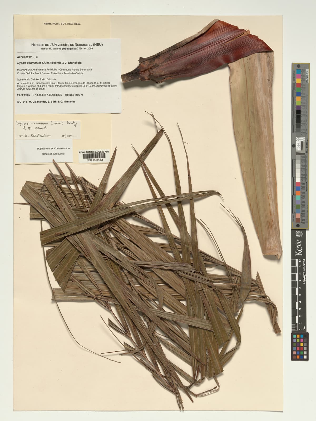 Botanical specimen of Chrysalidocarpus Acuminum.