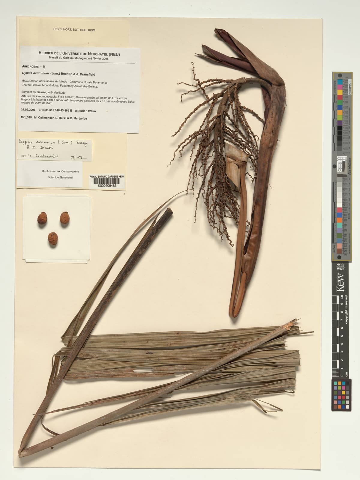 Botanical specimen of Chrysalidocarpus Acuminum.