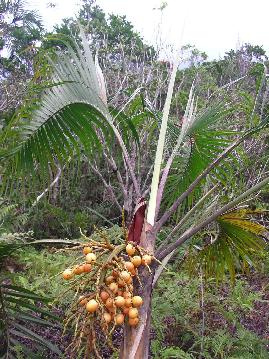 Botanical specimen of Chrysalidocarpus Acuminum.