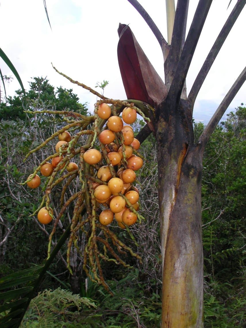 Botanical specimen of Chrysalidocarpus Acuminum.