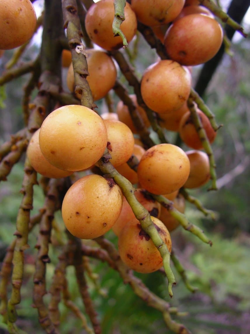 Botanical specimen of Chrysalidocarpus Acuminum.