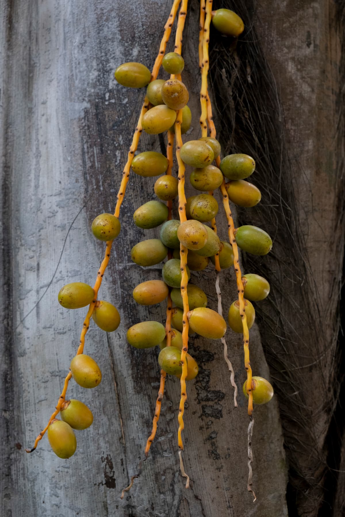 Botanical specimen of Chrysalidocarpus Ankaizinensis.