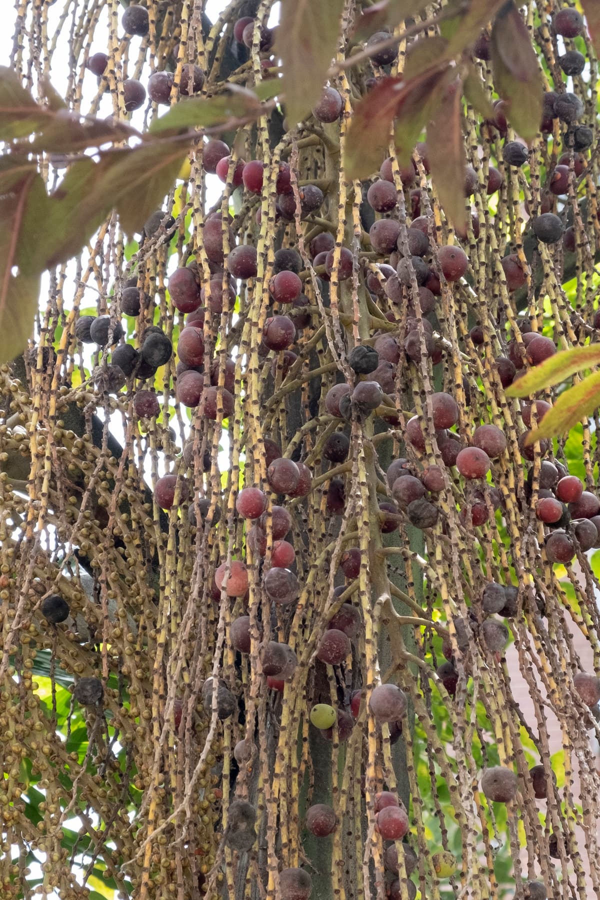 Botanical specimen of Chrysalidocarpus Ankaizinensis.