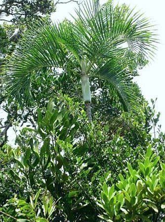 Botanical specimen of Chrysalidocarpus Arenarum.