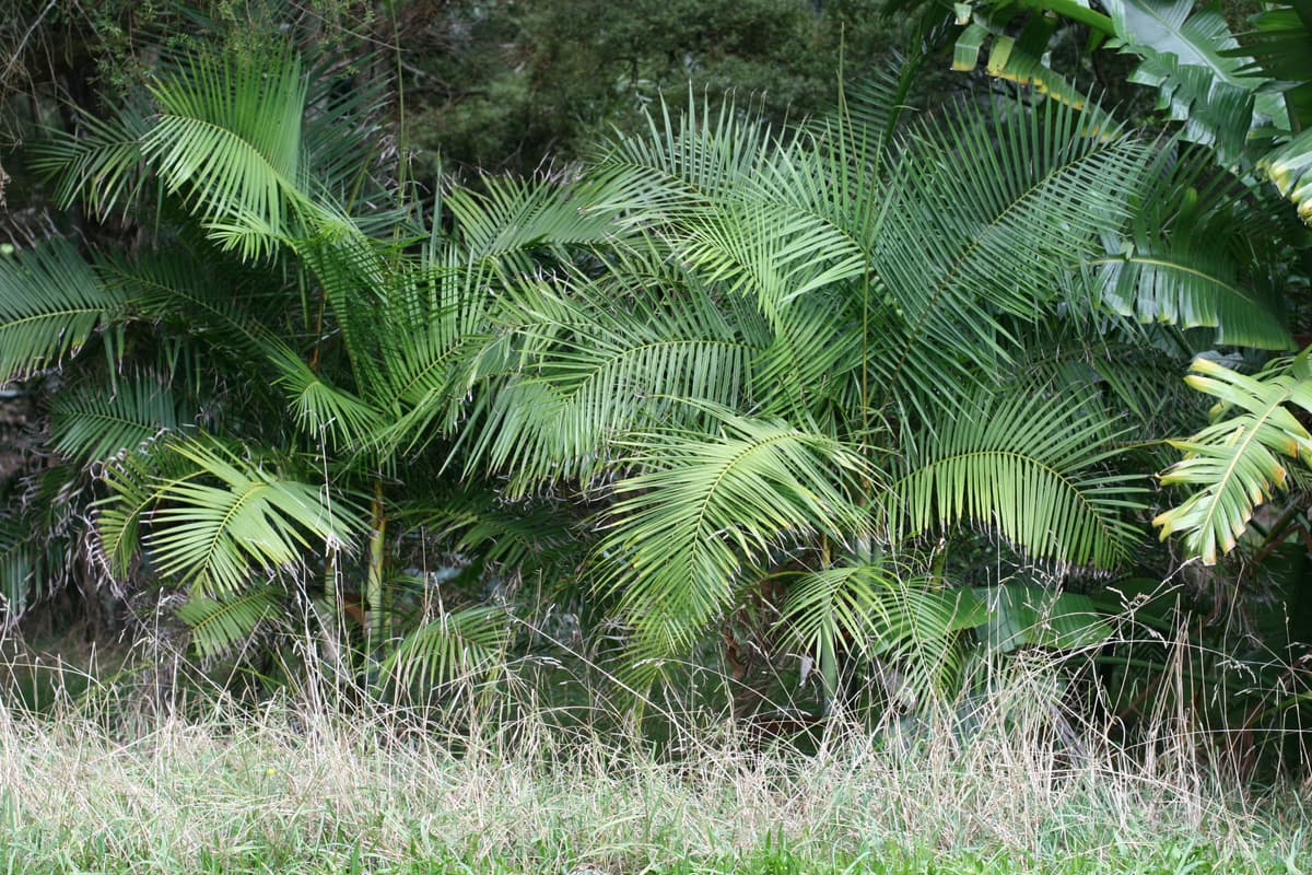 Botanical specimen of Chrysalidocarpus Baronii.