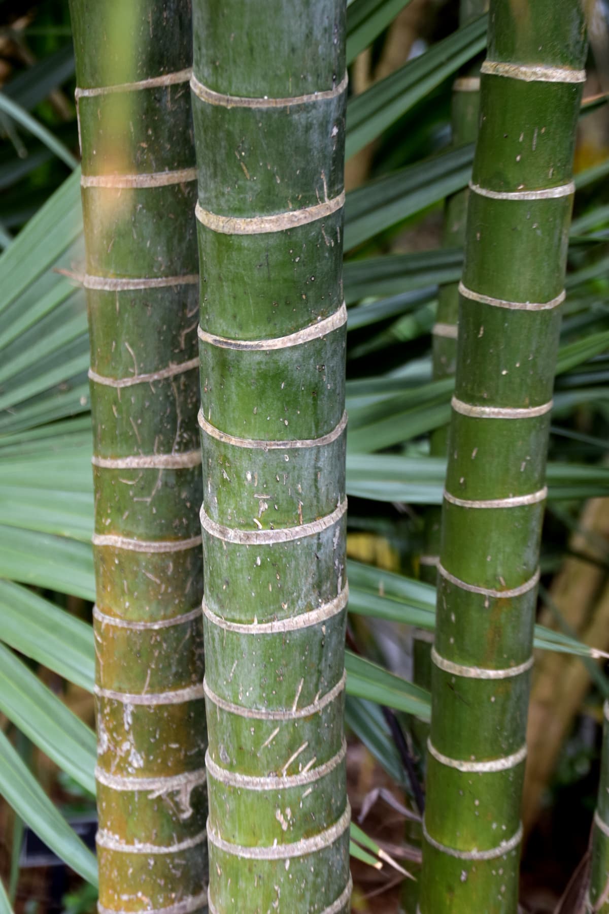 Botanical specimen of Chrysalidocarpus Baronii.