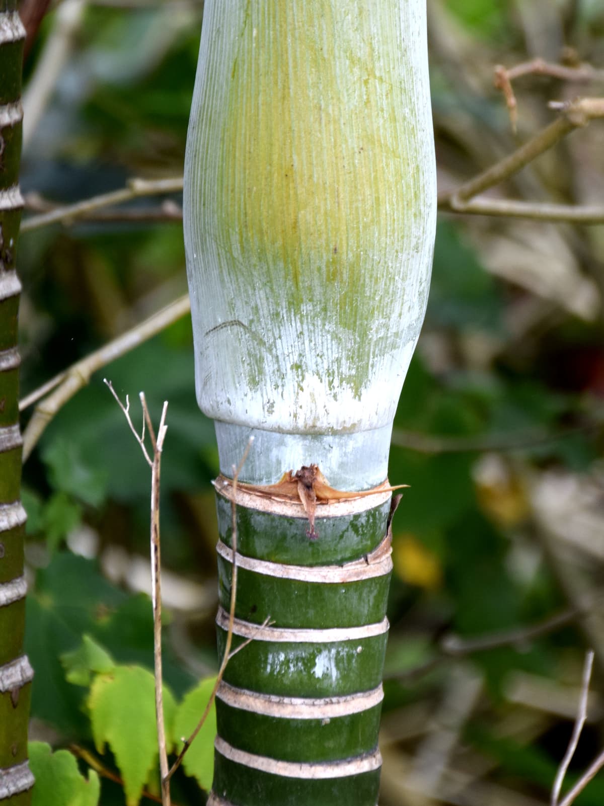 Botanical specimen of Chrysalidocarpus Baronii.