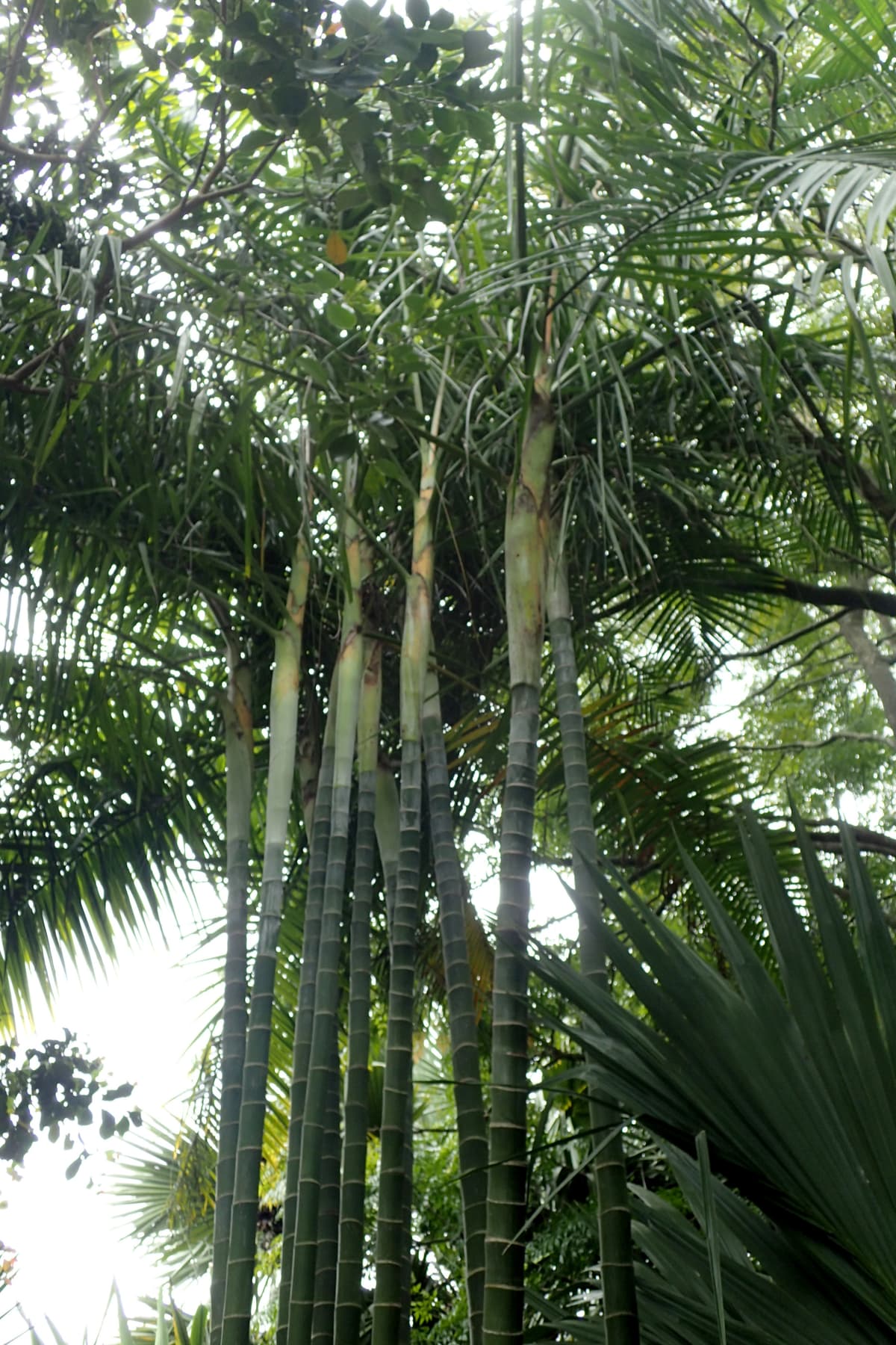 Botanical specimen of Chrysalidocarpus Baronii.