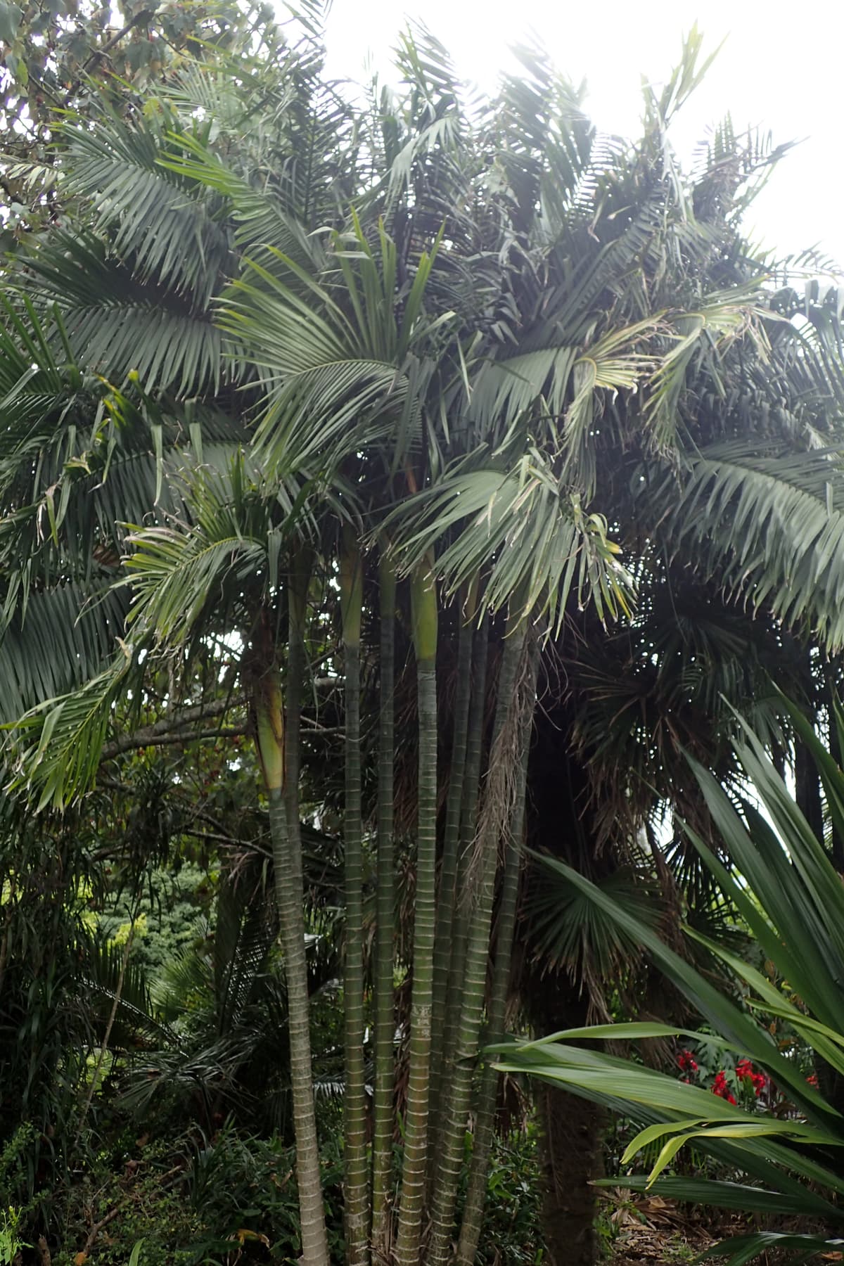 Botanical specimen of Chrysalidocarpus Baronii.