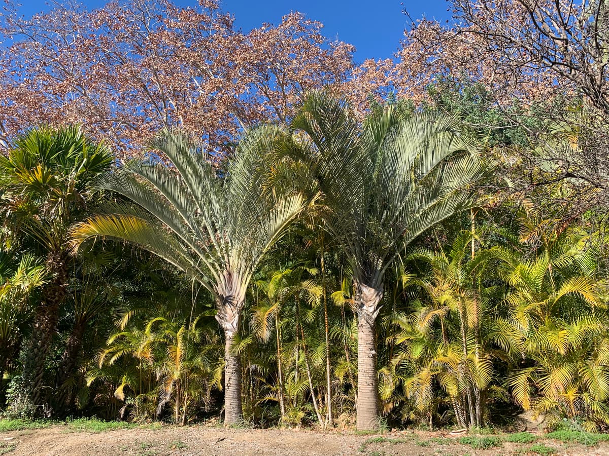 Botanical specimen of Chrysalidocarpus Baronii.