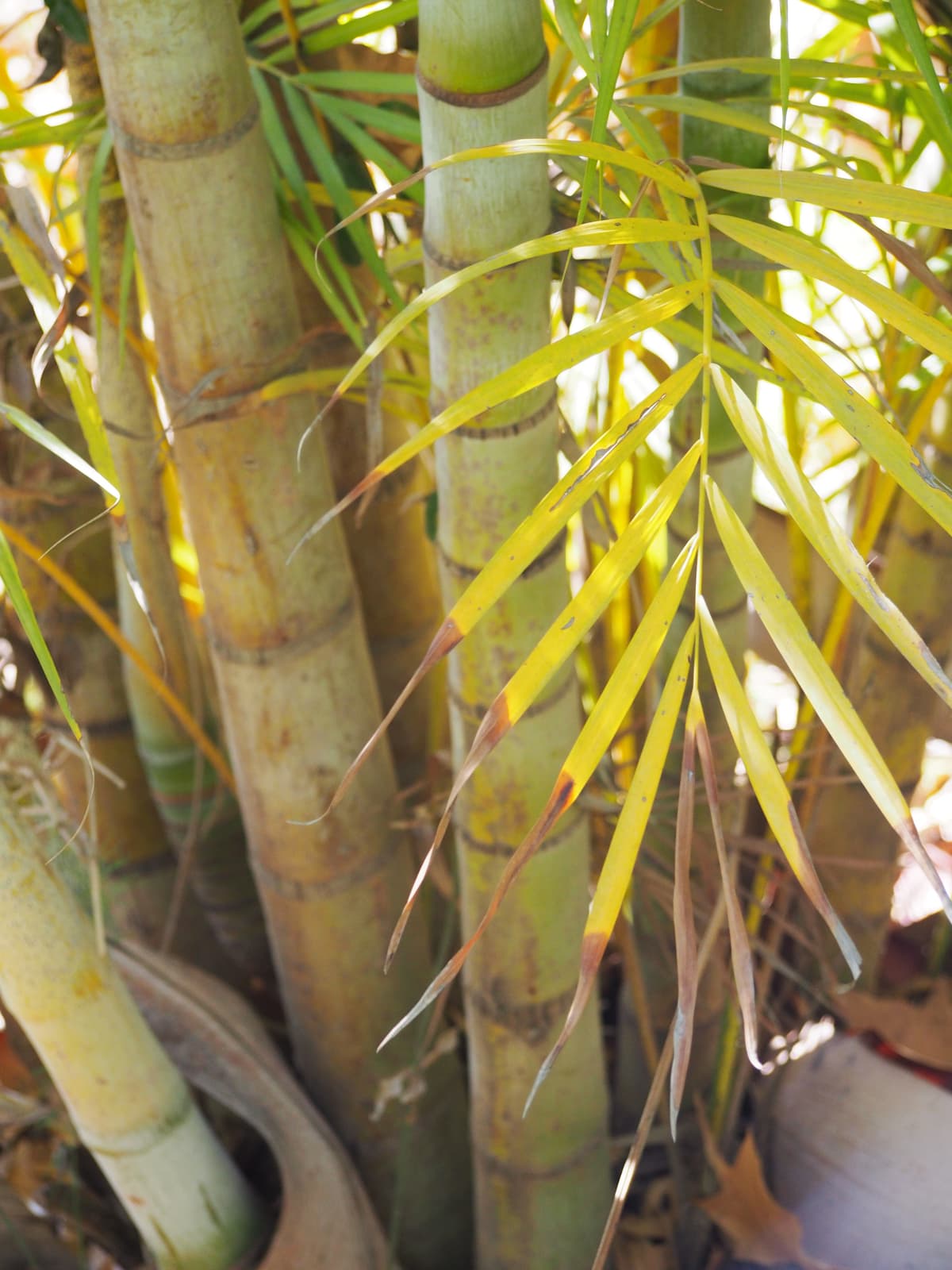 Botanical specimen of Chrysalidocarpus Baronii.