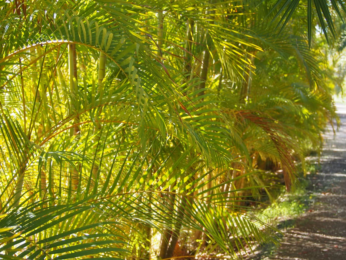Botanical specimen of Chrysalidocarpus Baronii.