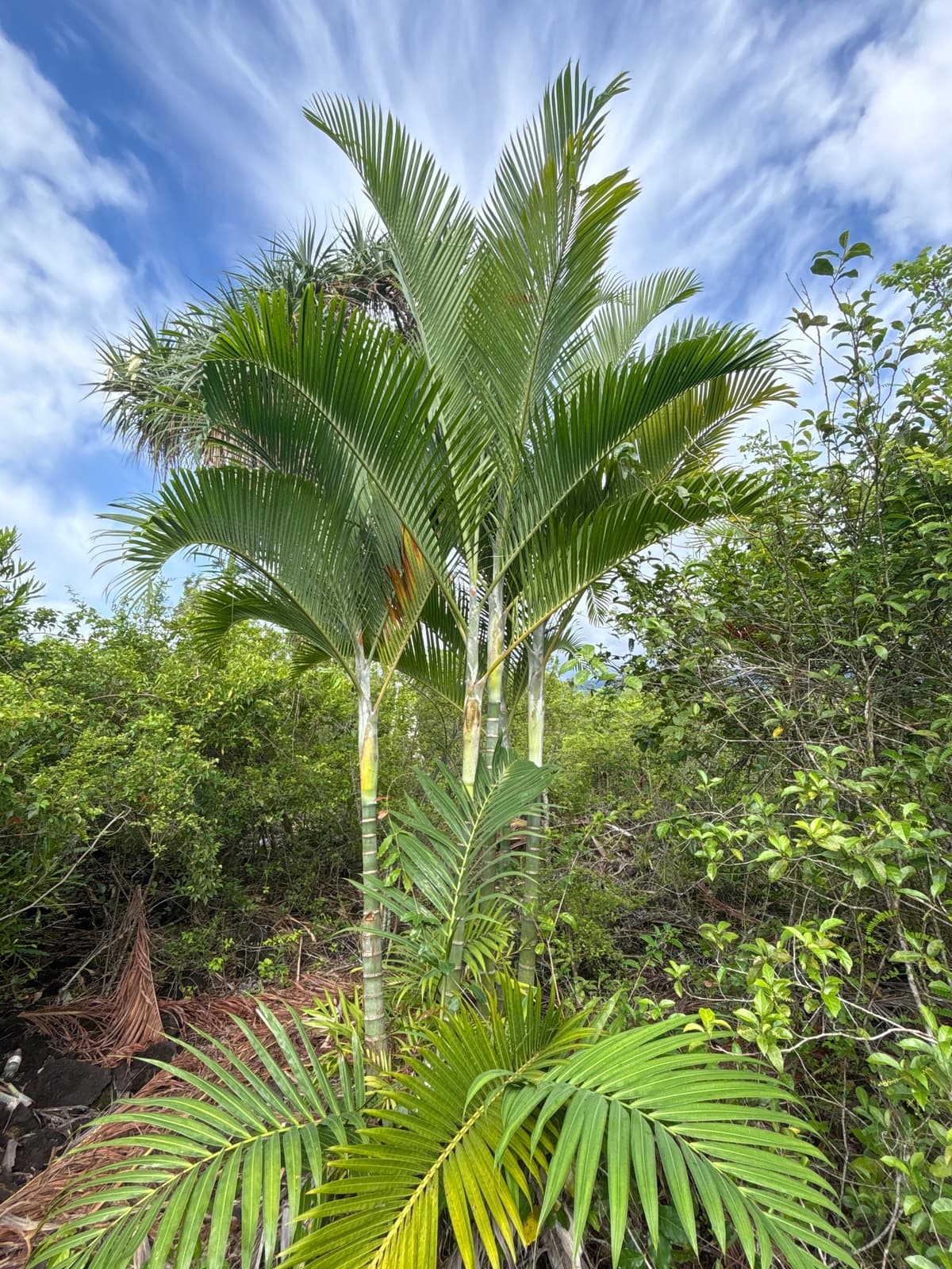 Botanical specimen of Chrysalidocarpus Cabadae.