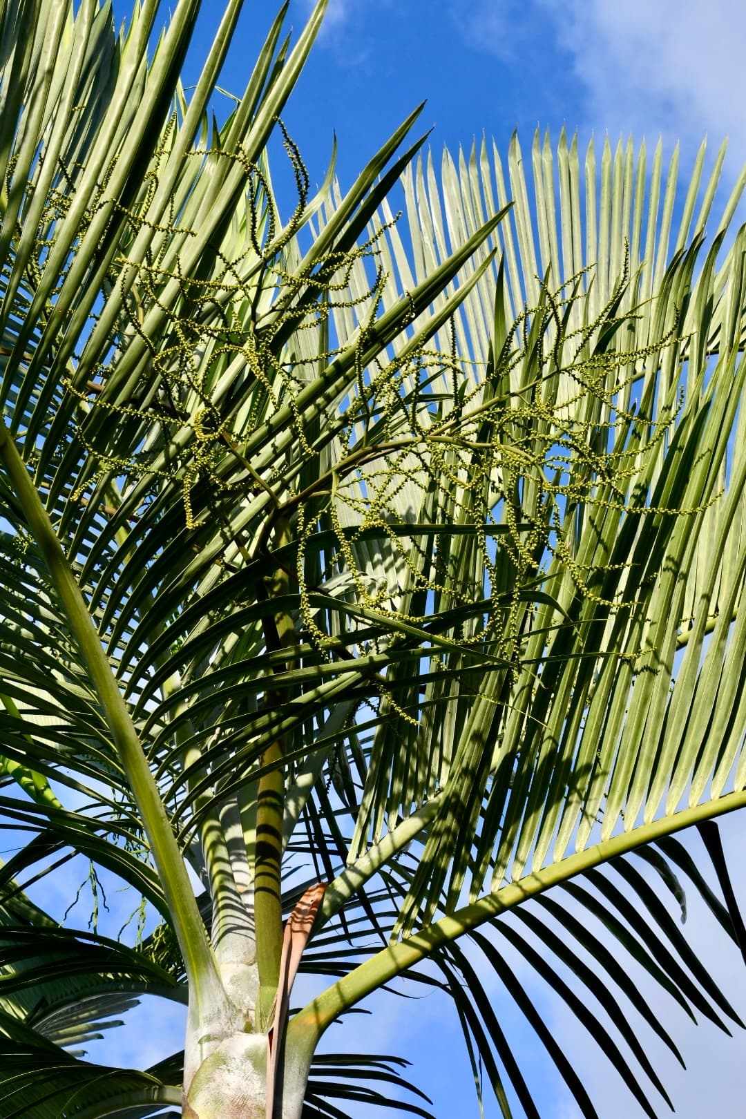 Botanical specimen of Chrysalidocarpus Cabadae.