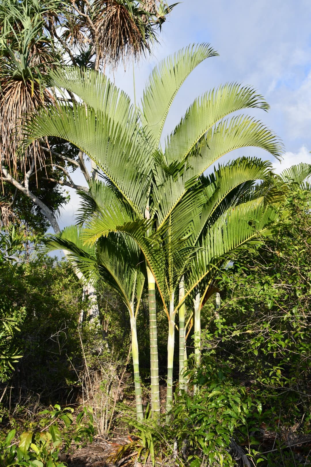 Botanical specimen of Chrysalidocarpus Cabadae.