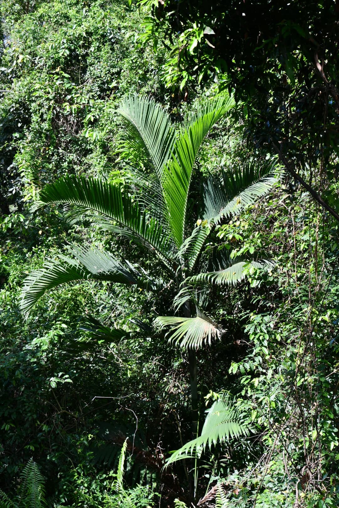 Botanical specimen of Chrysalidocarpus Cabadae.