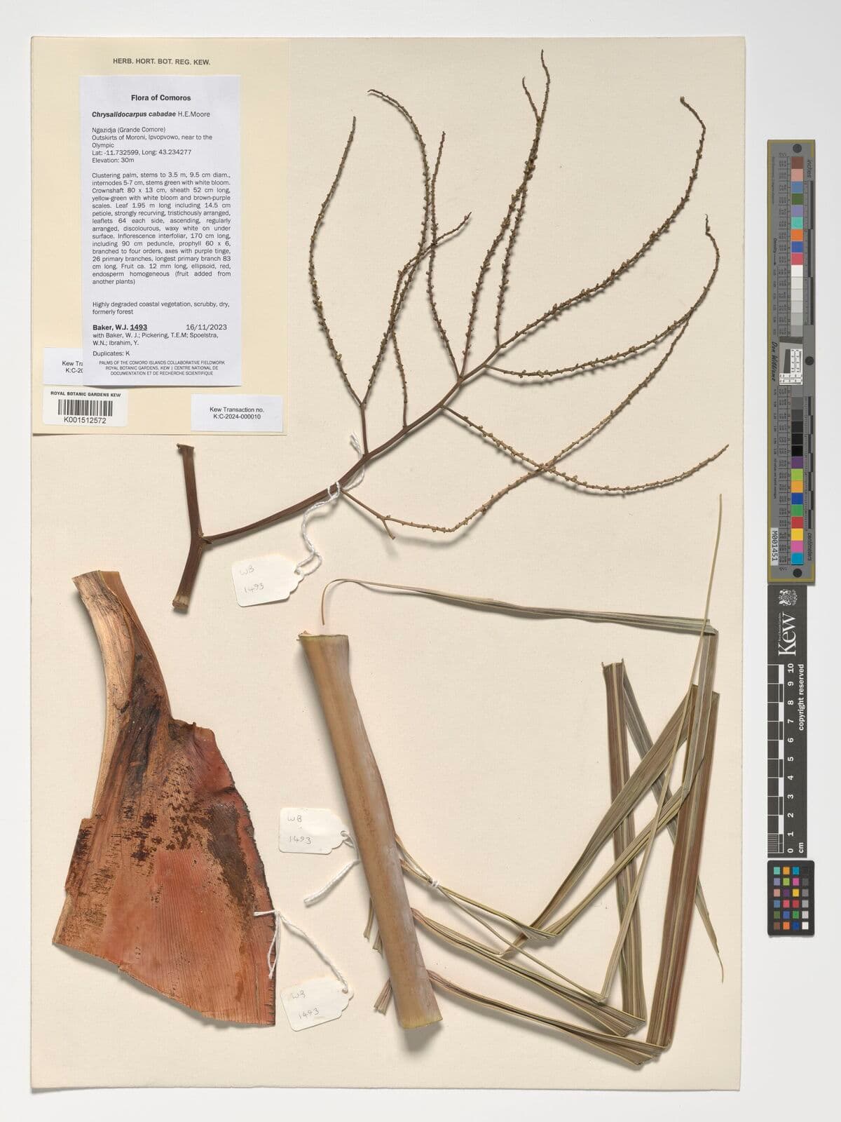 Botanical specimen of Chrysalidocarpus Cabadae.