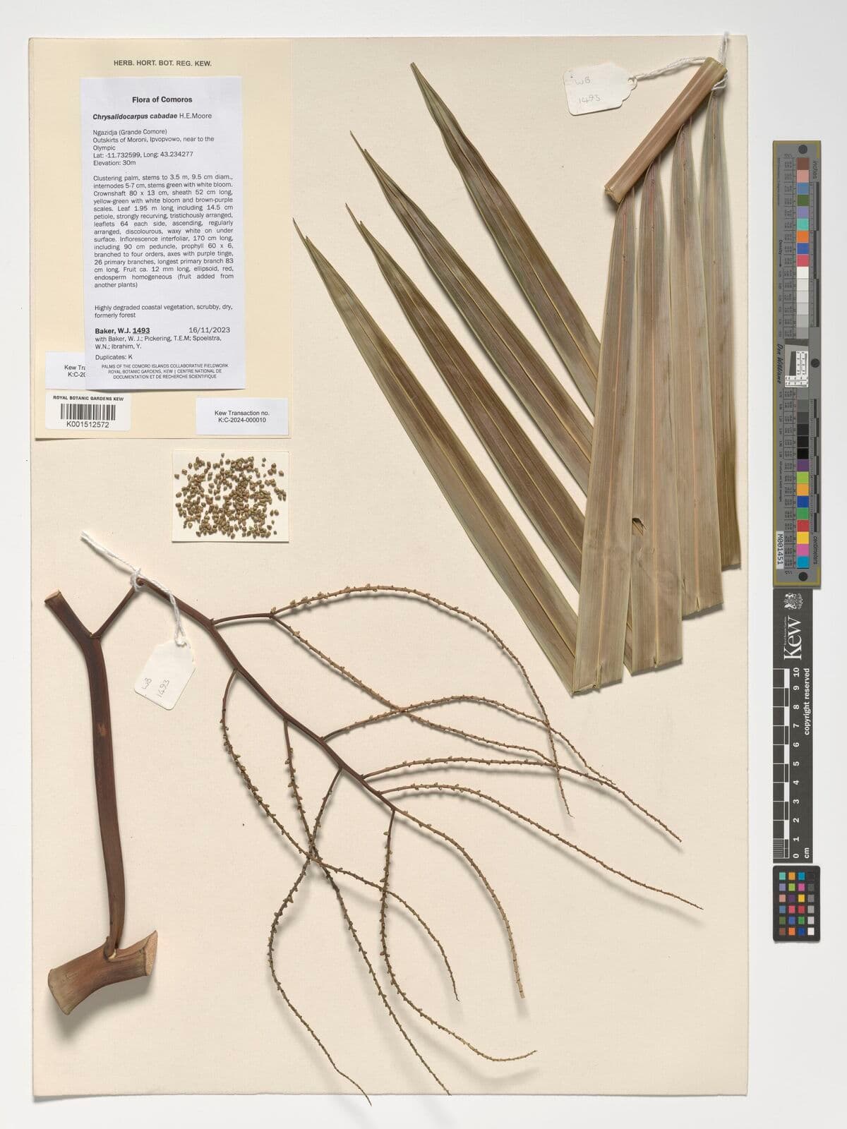 Botanical specimen of Chrysalidocarpus Cabadae.