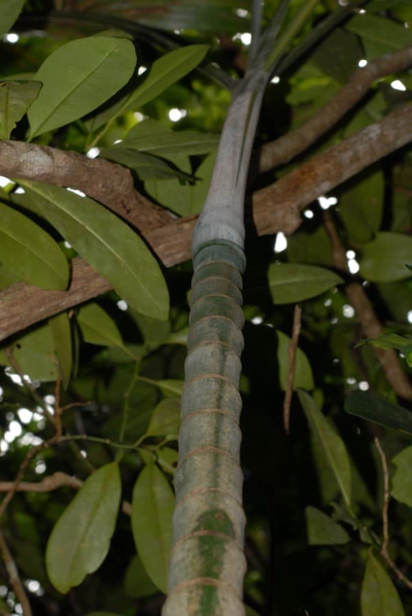 Botanical specimen of Chrysalidocarpus Cabadae.