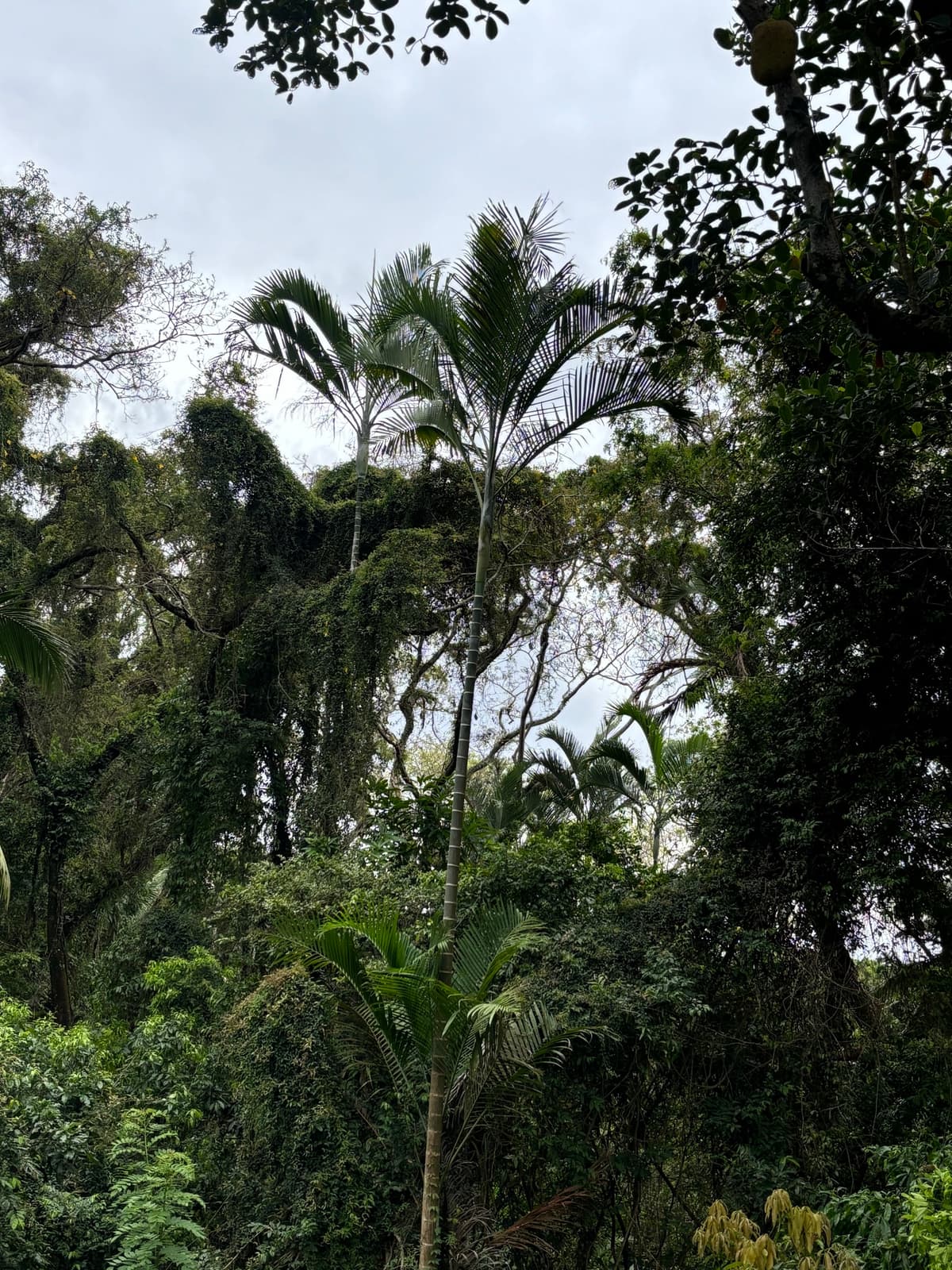 Botanical specimen of Chrysalidocarpus Cabadae.