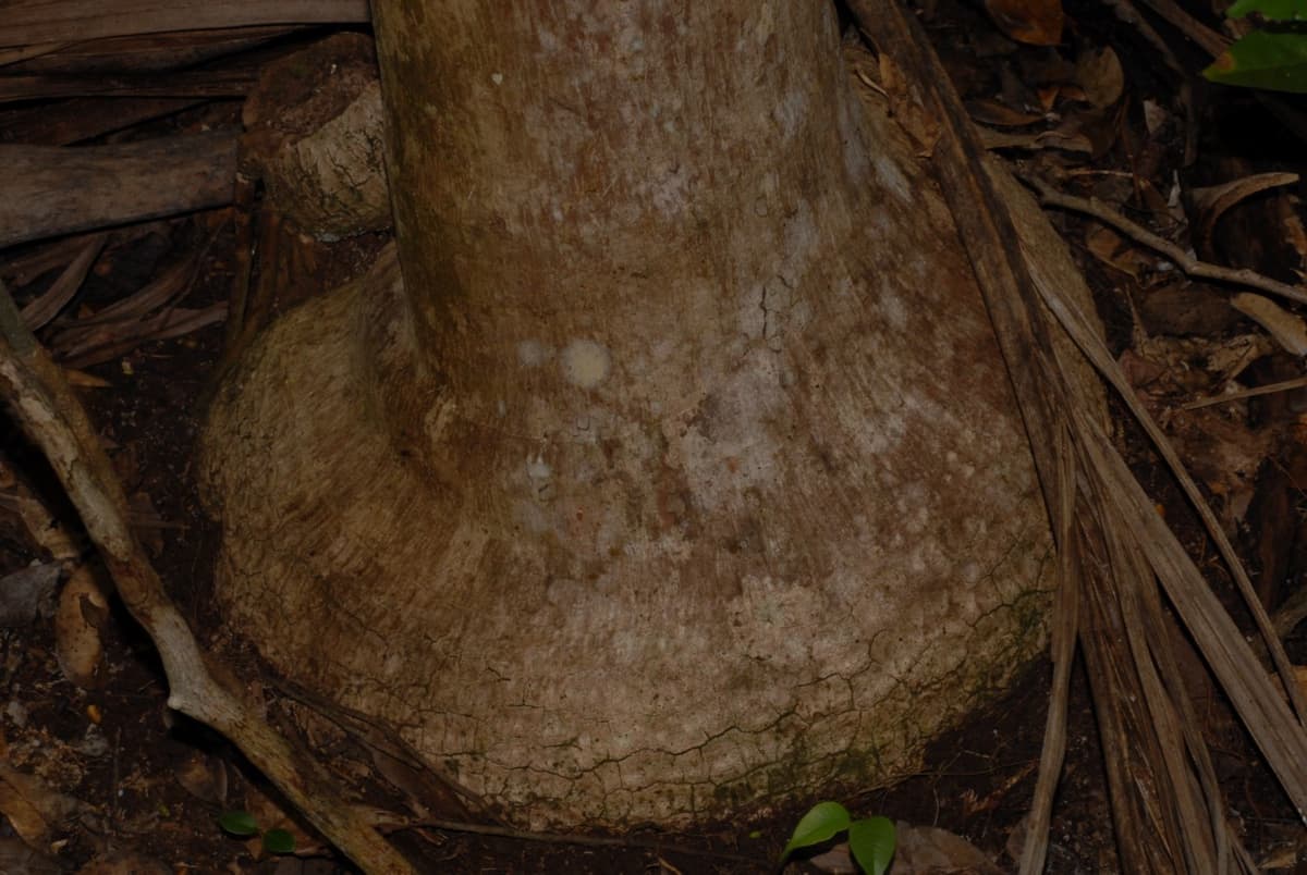 Botanical specimen of Chrysalidocarpus Cabadae.