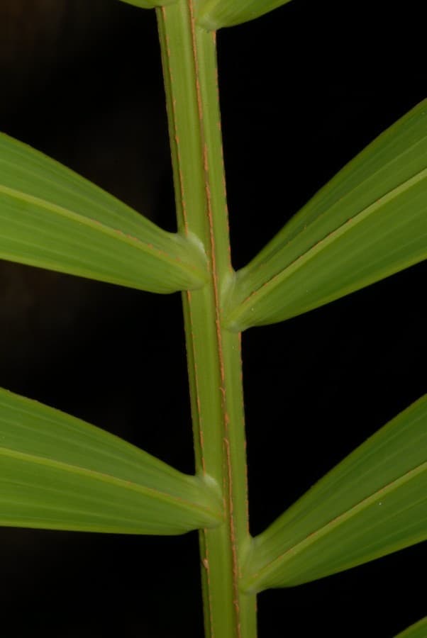 Botanical specimen of Chrysalidocarpus Cabadae.
