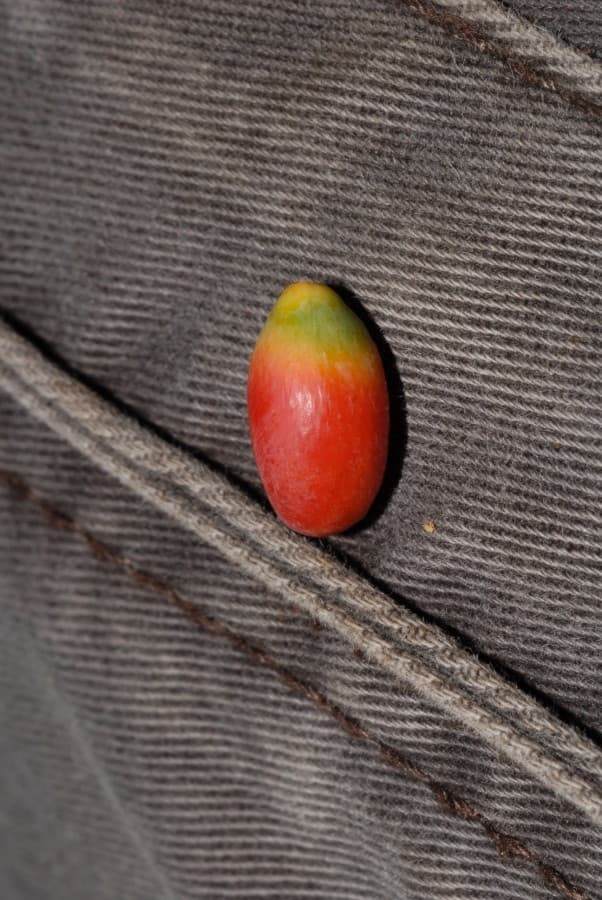 Botanical specimen of Chrysalidocarpus Cabadae.
