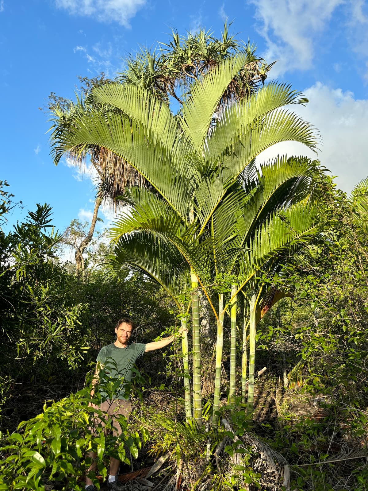 Botanical specimen of Chrysalidocarpus Cabadae.
