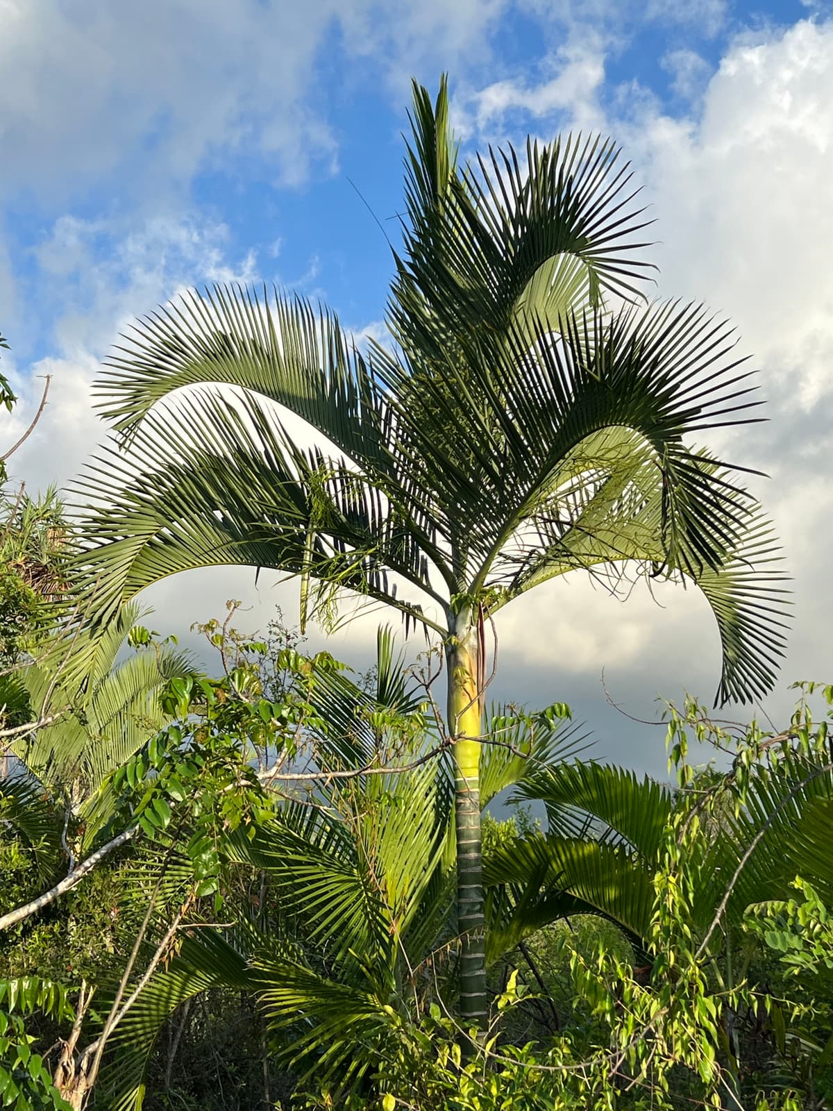 Botanical specimen of Chrysalidocarpus Cabadae.