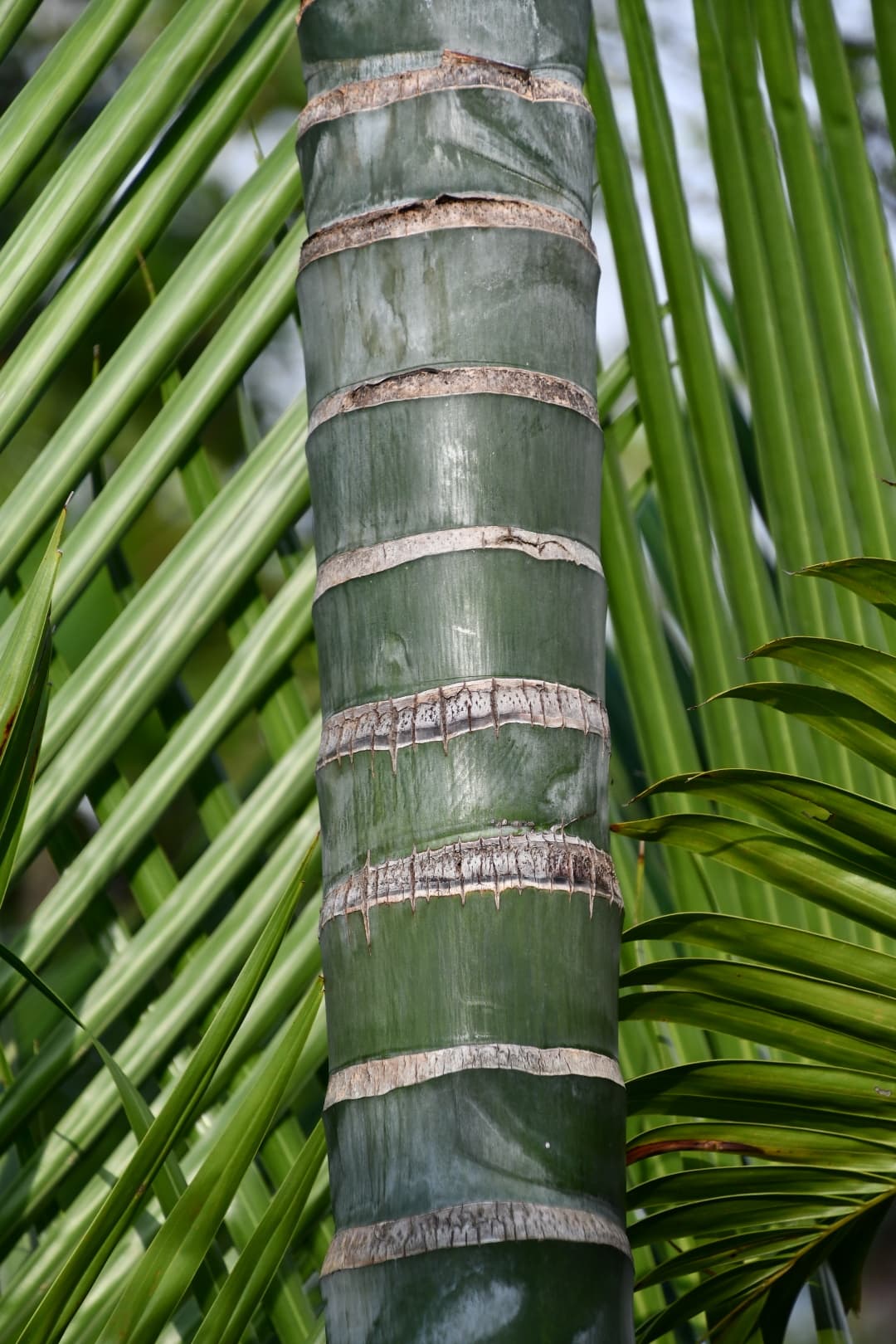 Botanical specimen of Chrysalidocarpus Cabadae.