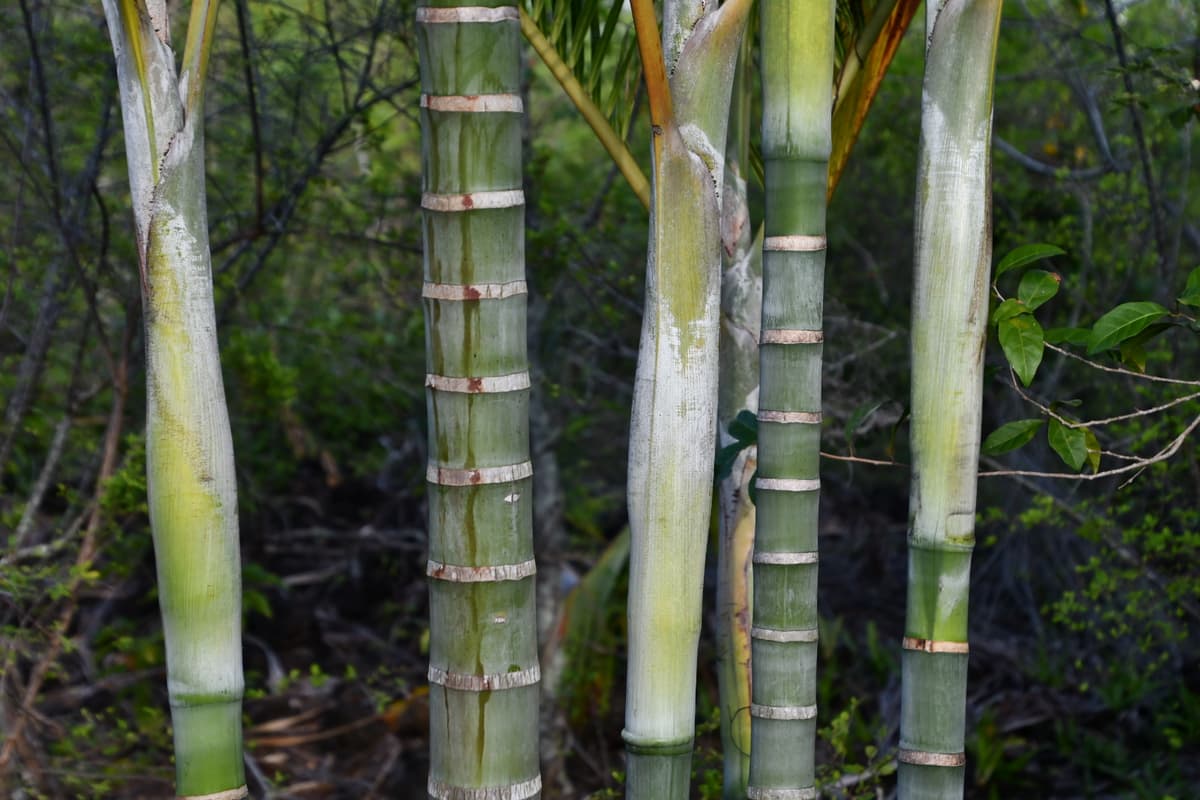 Botanical specimen of Chrysalidocarpus Cabadae.