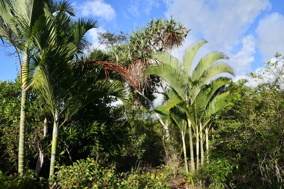 Botanical specimen of Chrysalidocarpus Cabadae.