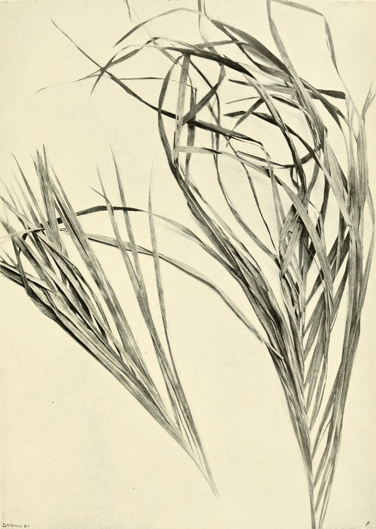 Botanical specimen of Chrysalidocarpus Canescens.