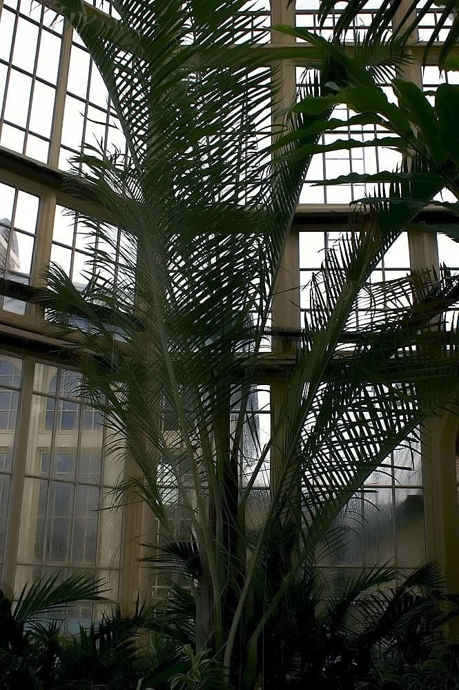 Botanical specimen of Chrysalidocarpus Decaryi.
