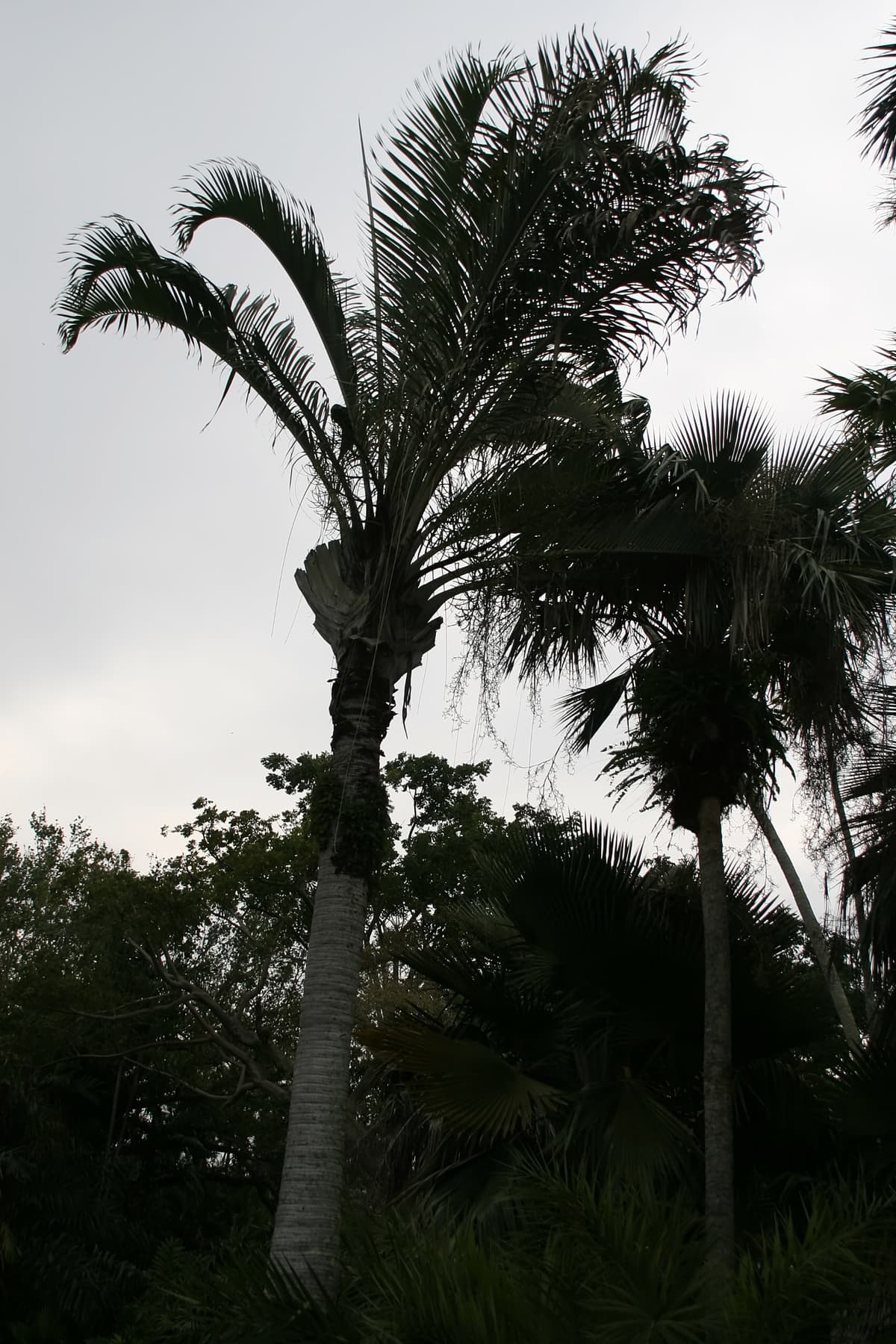 Botanical specimen of Chrysalidocarpus Decaryi.