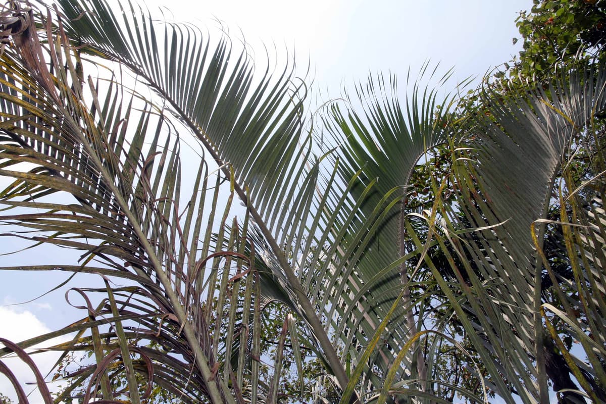 Botanical specimen of Chrysalidocarpus Decaryi.