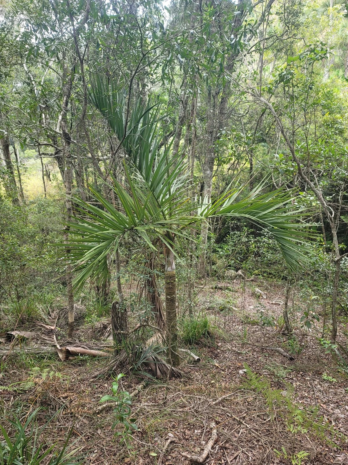 Botanical specimen of Chrysalidocarpus Decipiens.