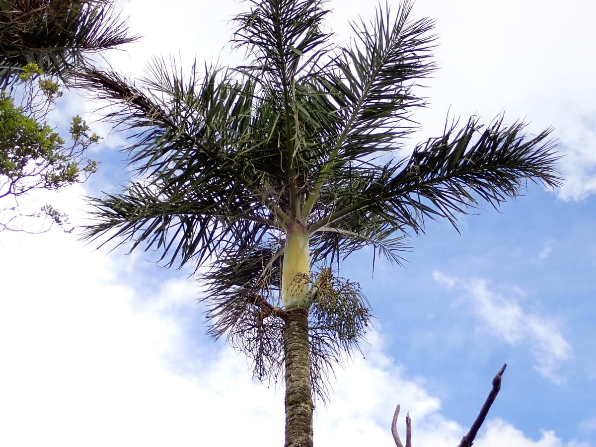 Botanical specimen of Chrysalidocarpus Decipiens.