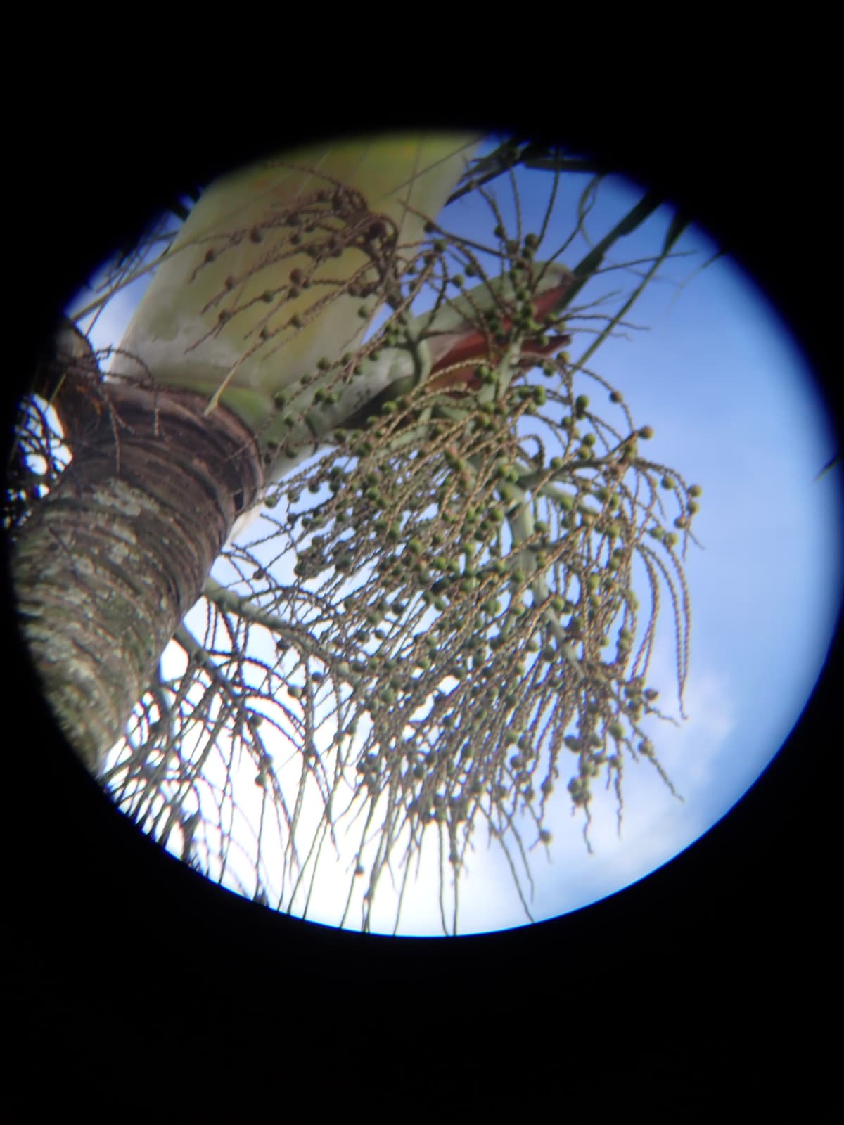 Botanical specimen of Chrysalidocarpus Decipiens.